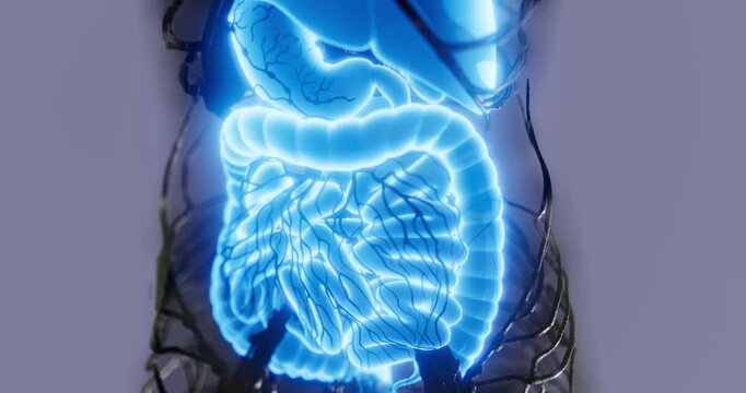 This educational illustration showcases the anatomy of the human digestive system, highlighting organs like the stomach, intestines, and liver in a clear and engaging manner.