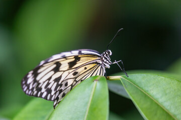 Paper kite butterfly or rice paper butterfly (Idea leuconoe) is sitting on the green plant closeup.