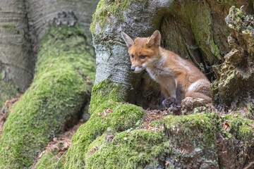 Obraz premium Cute fox cub is posing in the forest. Horizontally. 