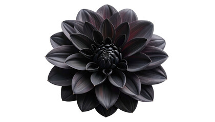 A fully bloomed dark dahlia, with intricate petals, on a stark black background