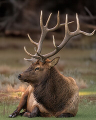 Magnificent Antlers