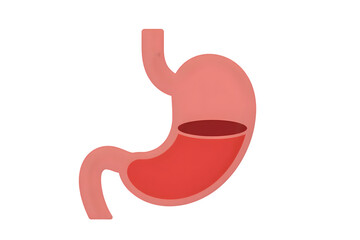 Human stomach icon on white background 