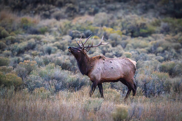 Bugling Elk