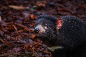 Tasmanian Devil