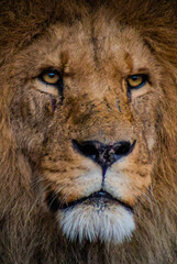 portrait of a lion