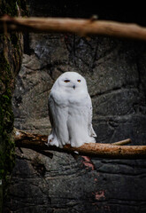 snowy owl on branch