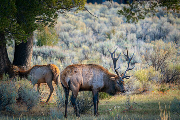 Grazing Elk