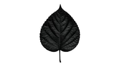 A textured, dark, teardrop-shaped leaf with prominent veins against a black backdrop