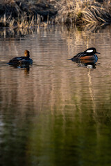 Two hooded mergansers swim in a calm pond, their reflections shimmering on the water's surface.