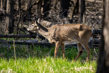 A deer walks through a grassy, wooded area.