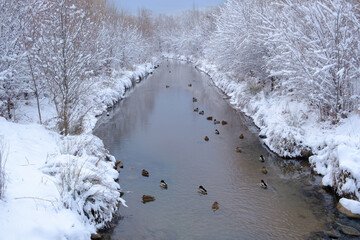 A winter idyll where ducks swim in an ice-free river surrounded by snow-covered trees and banks. A quiet, frosty day in nature