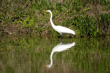 A white egret stands in shallow water, its reflection visible in the calm surface.