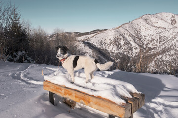 A dog stands on a snow-covered wooden bench in the mountains. Bright sunny day, clear sky. Winter landscape with an animal in nature