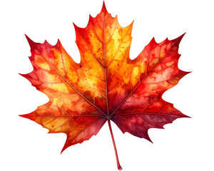 Fototapeta premium “Autumn maple leaf, transparent background” 