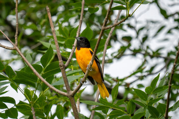 A bright orange and black Baltimore Oriole perches on a tree branch surrounded by green leaves.