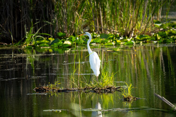 A white egret stands on a small grassy island in a calm, green pond.