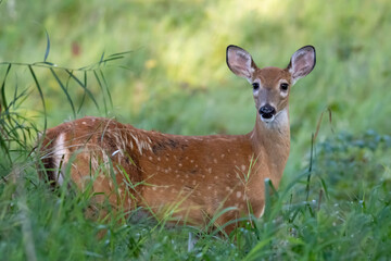 A young, spotted fawn stands alert in a field of tall green grass.