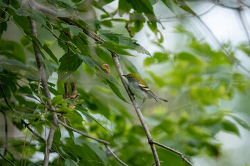 A small warbler perches on a thin branch amidst green leaves.