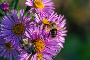 Bees gather pollen from vibrant purple and yellow flowers.