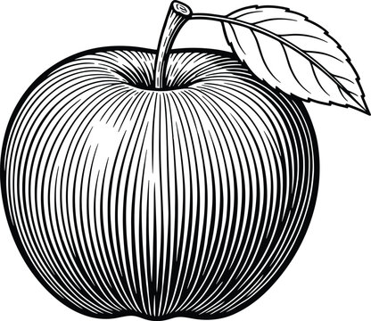 Vintage apple engraving vector illustration with leaf, detailed hand drawn fruit sketch in classic monochrome style