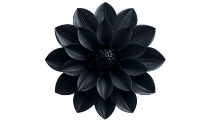 Dark, symmetrical bloom, petals radiating, central detail, against black backdrop, elegant simplicity