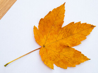 orange autumn maple leaf without background