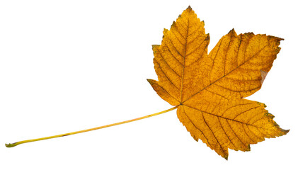 orange autumn maple leaf without background