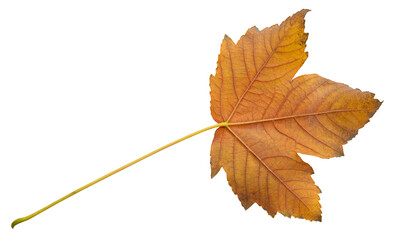 orange autumn maple leaf without background