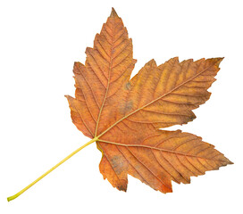 orange autumn maple leaf without background