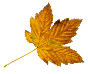orange autumn maple leaf without background