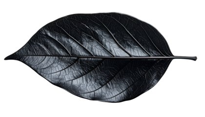 A glossy, textured black leaf with intricate vein detail set against a black background