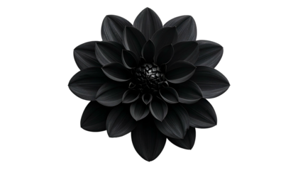 A symmetrical, fully bloomed flower with layers of dark petals, set against a black backdrop