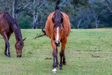 Fototapeta premium Photograph of a large brown horse grazing on grass in an agricultural paddock on a sunny summer day in regional Australia.