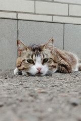 Relaxed domestic cat lying at home in natural light