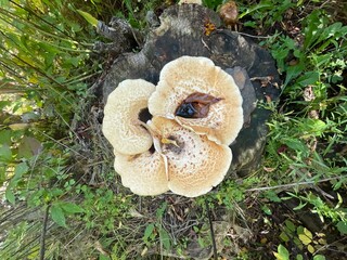 mushroom in the forest