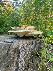 mushrooms in the grass