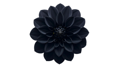 A top-down view of a stunning, dark-hued flower in full bloom, isolated on black