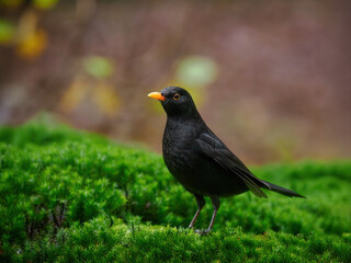 Amsel am Rand des Teiches im Moos