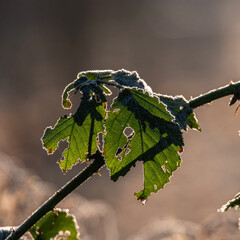 Frozen leaf on a branch back lit by the rising sun