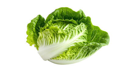 Fresh green romaine lettuce head with a white stem. Isolated on black