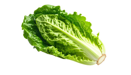 Fresh, vibrant romaine lettuce head on black background, showcasing its crisp leaves