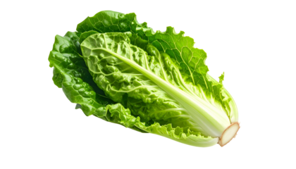 Fresh, vibrant romaine lettuce head on black background, showcasing its crisp leaves
