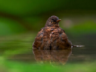 Amsel badet im Gartenteich