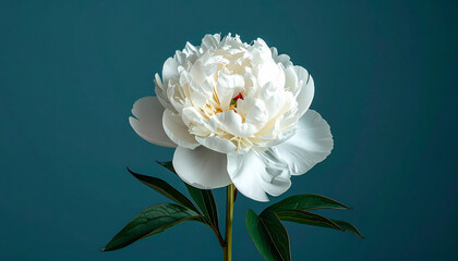 White Peony Bloom