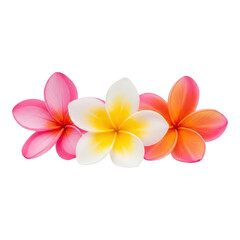 Naklejka premium Three colorful plumeria flowers isolated on transparent background