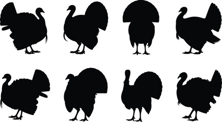Turkey silhouettes in multiple standing poses, black flat vector illustration showing different angles and feather displays of wild turkey birds © Riko Creations
