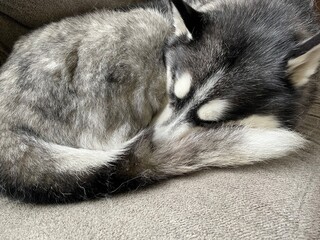 Fototapeta premium siberian husky puppy