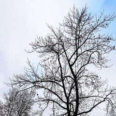 Winter tree silhouette against blue sky with bare branches