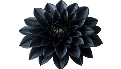 A fully bloomed black flower on a transparent background, center focus