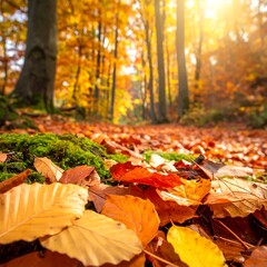 Vibrant autumn forest floor with golden sunlight filtering through